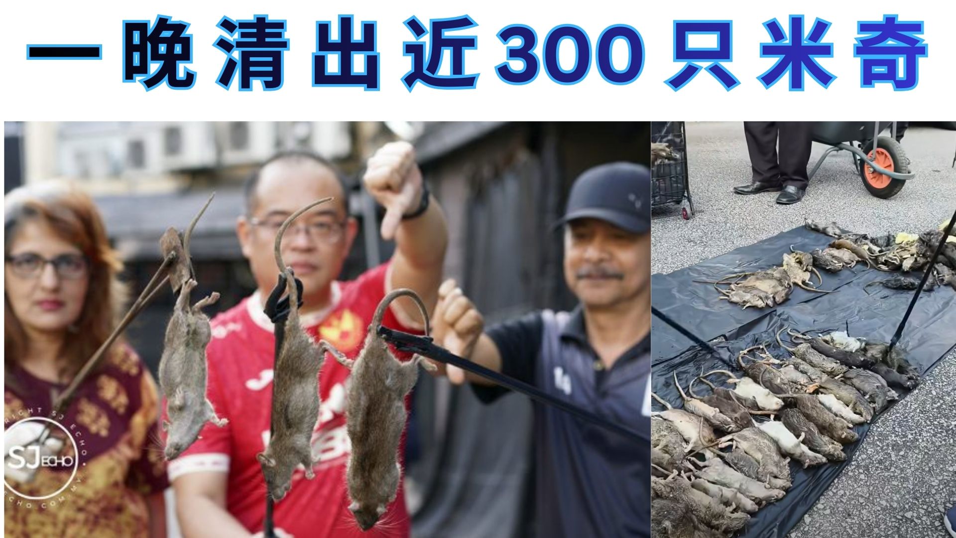 老鼠比人多？SS15现况逼出三大种族联合灭鼠