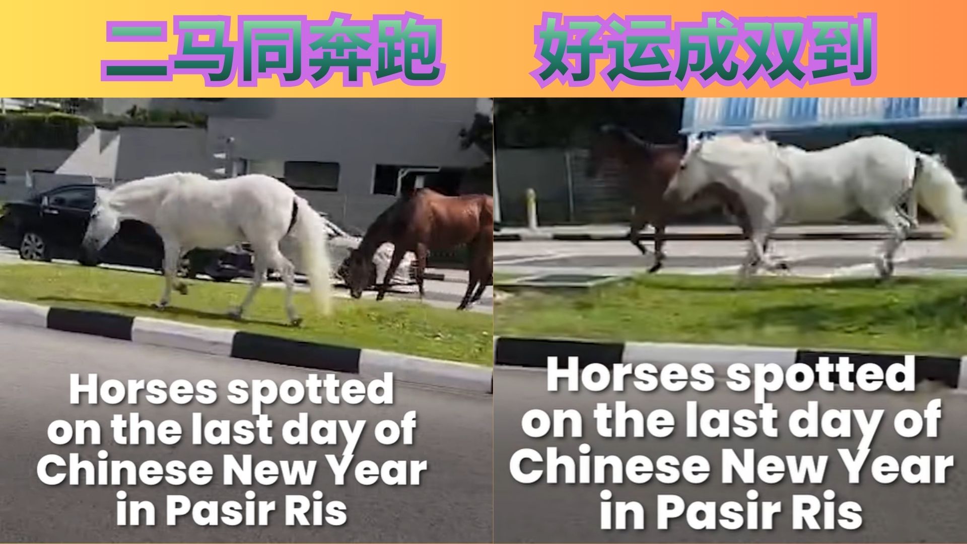 元宵节惊现“脱缰人生”！新加坡街头秒变赛马场 绝不AI